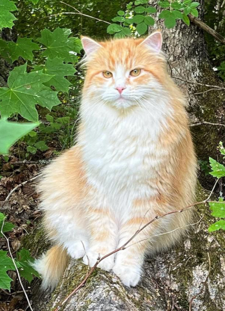 Sibirisk katt Flynn